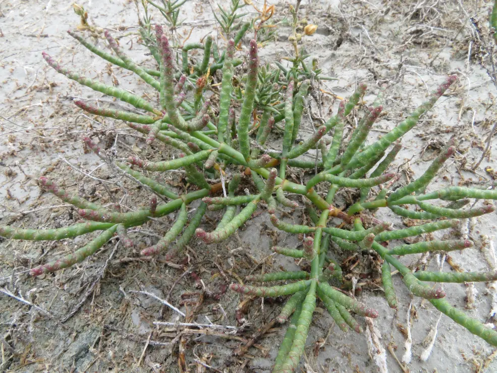 Slanorožec rozprostřený (Salicornia perennans)